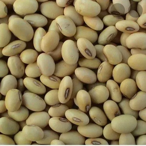 Soyabean / Glycine Max